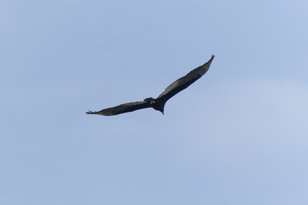 Greater Yellow-headed Vulture - ML511988811