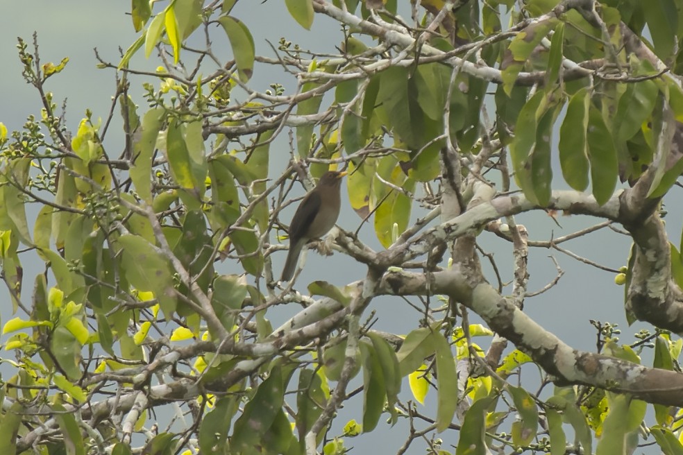 Lawrence's Thrush - ML511989131