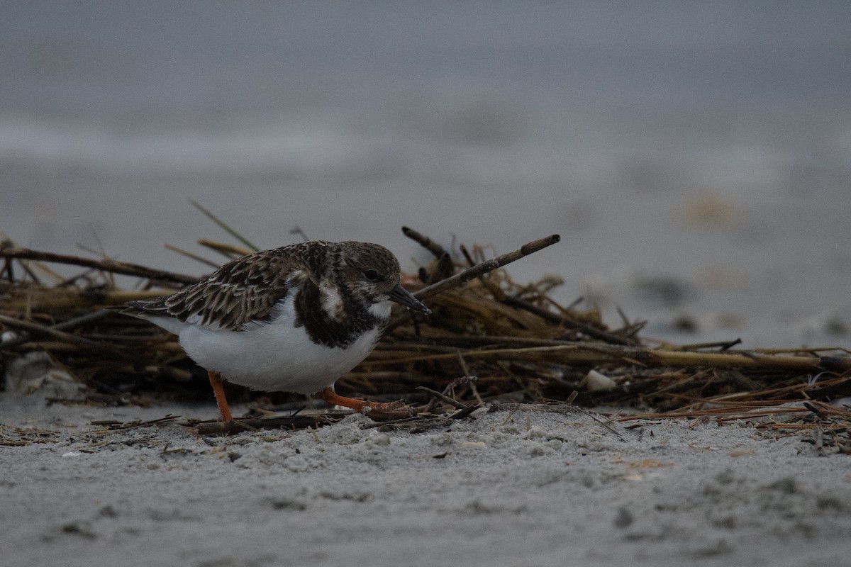 Ruddy Turnstone - ML511990091