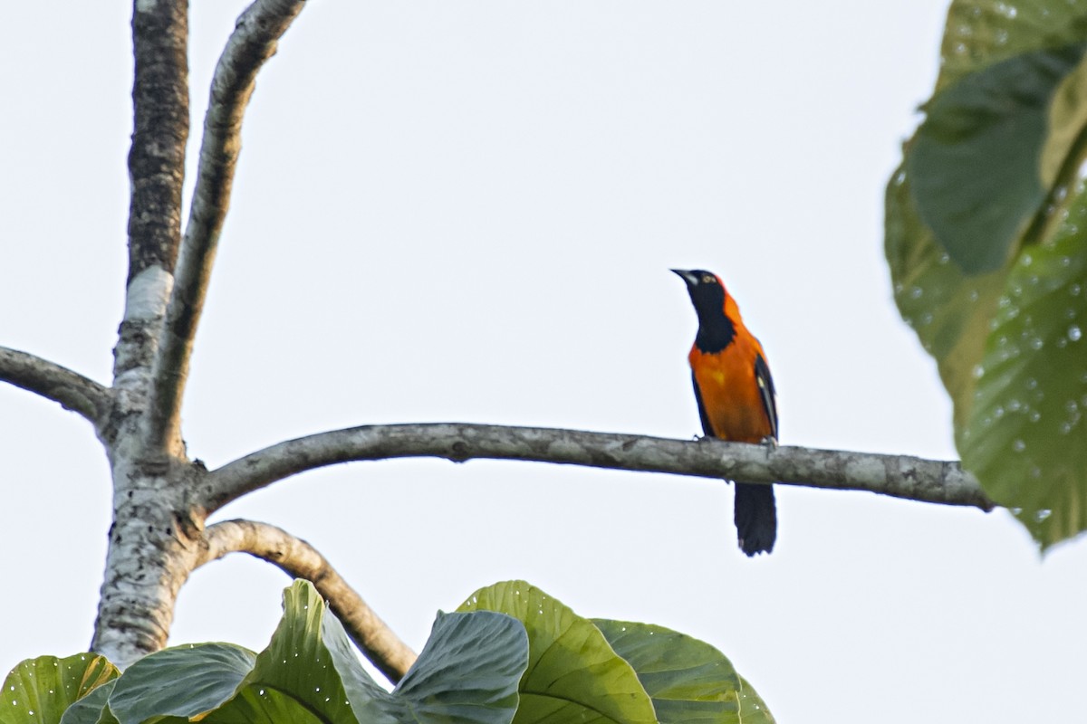Orange-backed Troupial - ML511990731