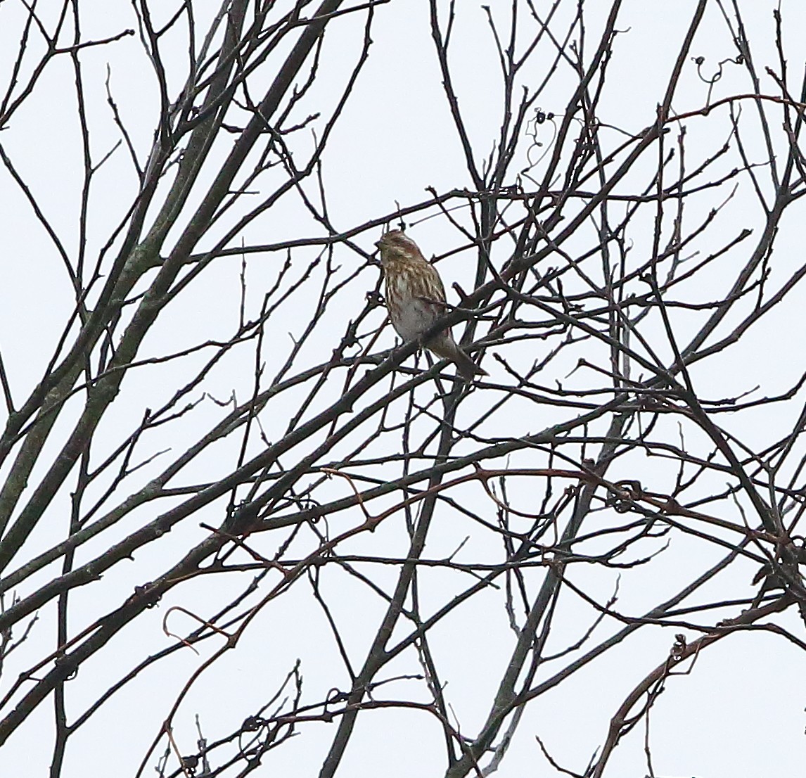 Purple Finch - ML511992731