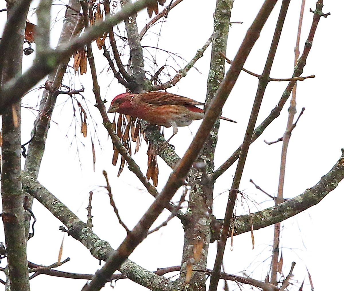 Purple Finch - ML511992741