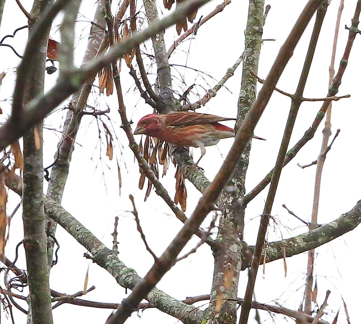 Purple Finch - ML511992751