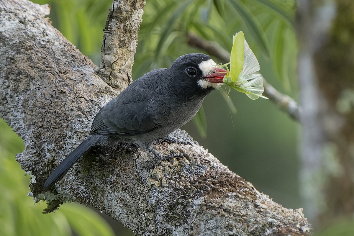 White-fronted Nunbird - Guillermo  Saborío Vega