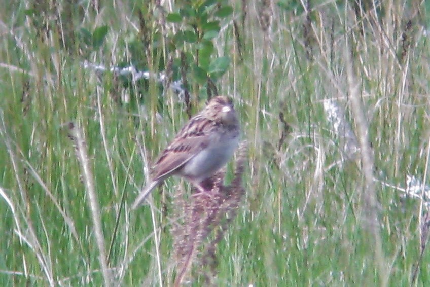 Baird's Sparrow - ML51199411