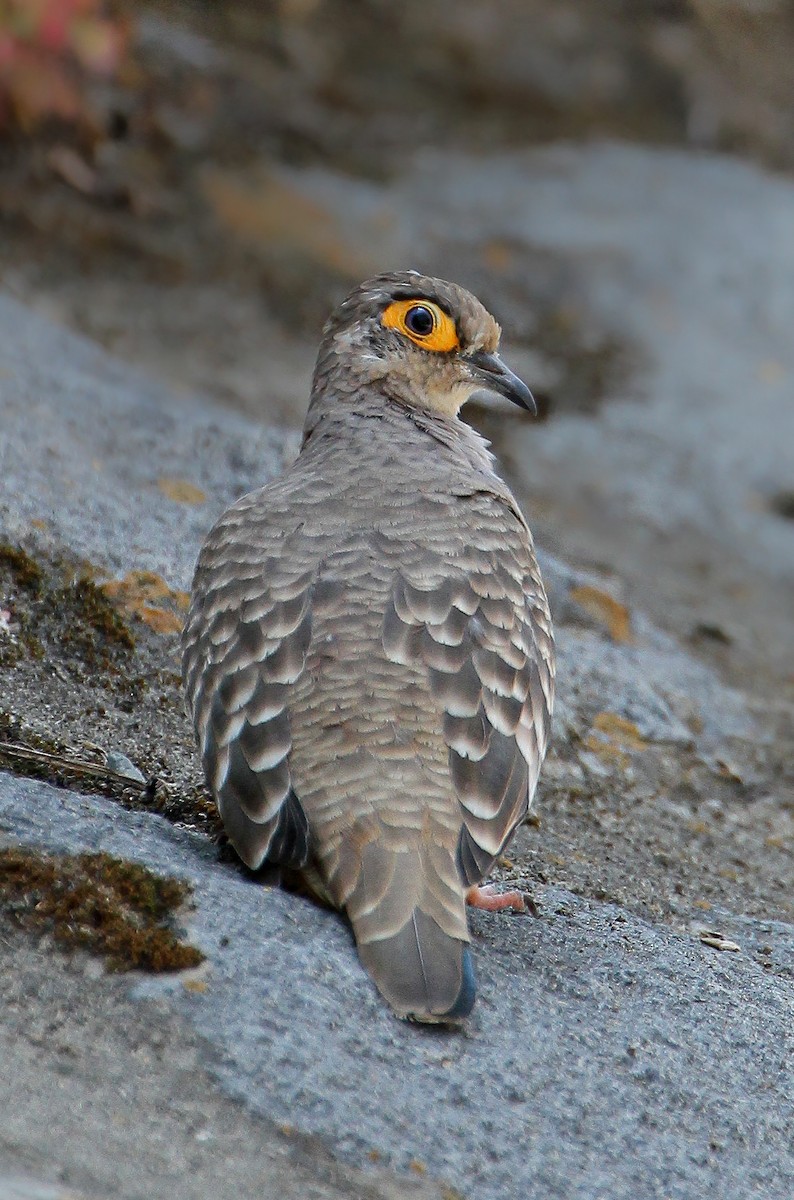 Bare-faced Ground Dove - Frank Thierfelder