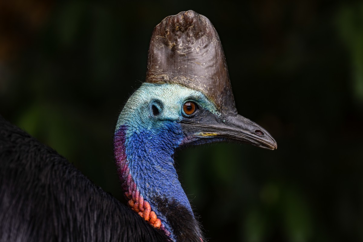 Southern Cassowary - Geoff Dennis