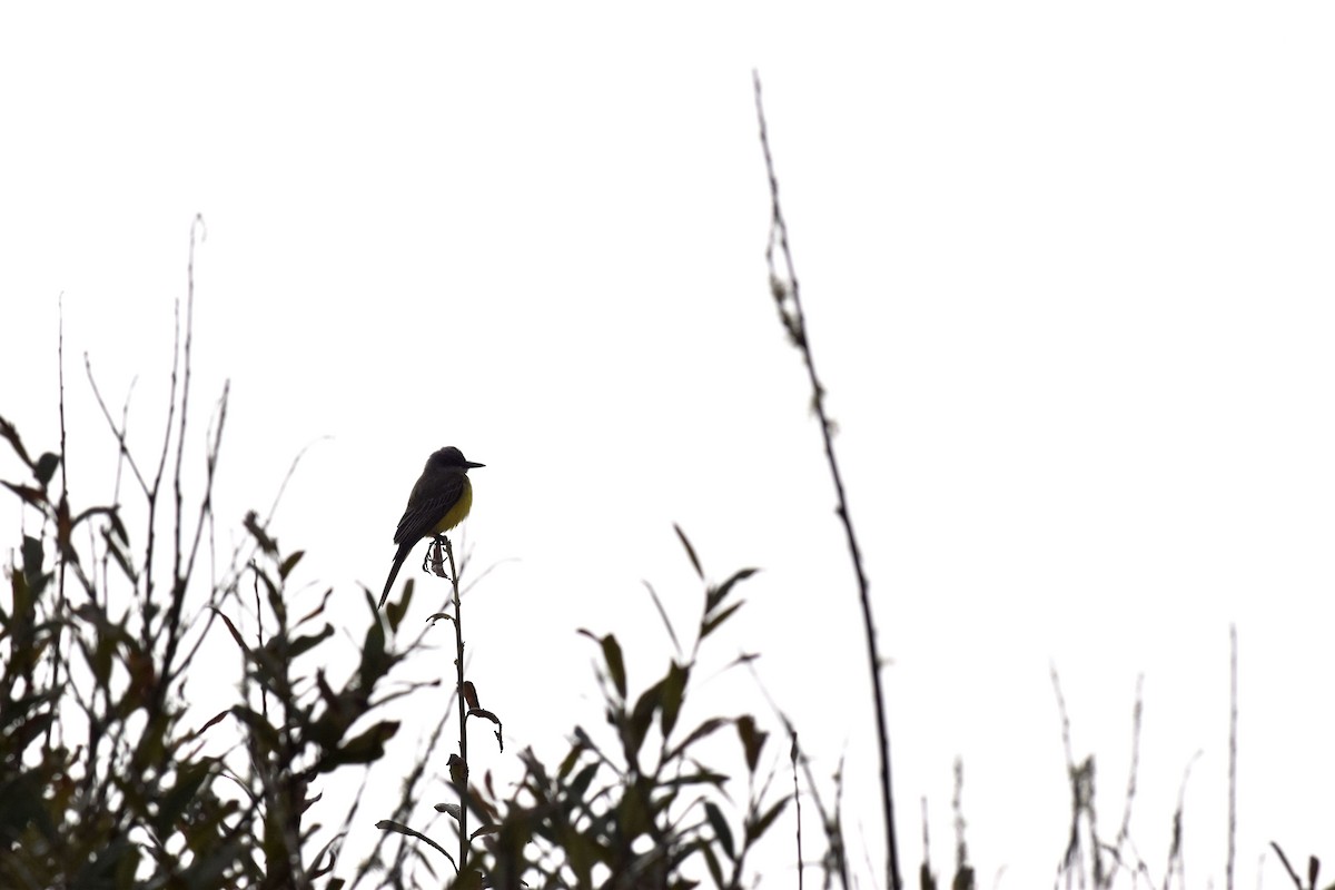 Tropical Kingbird - ML511995651