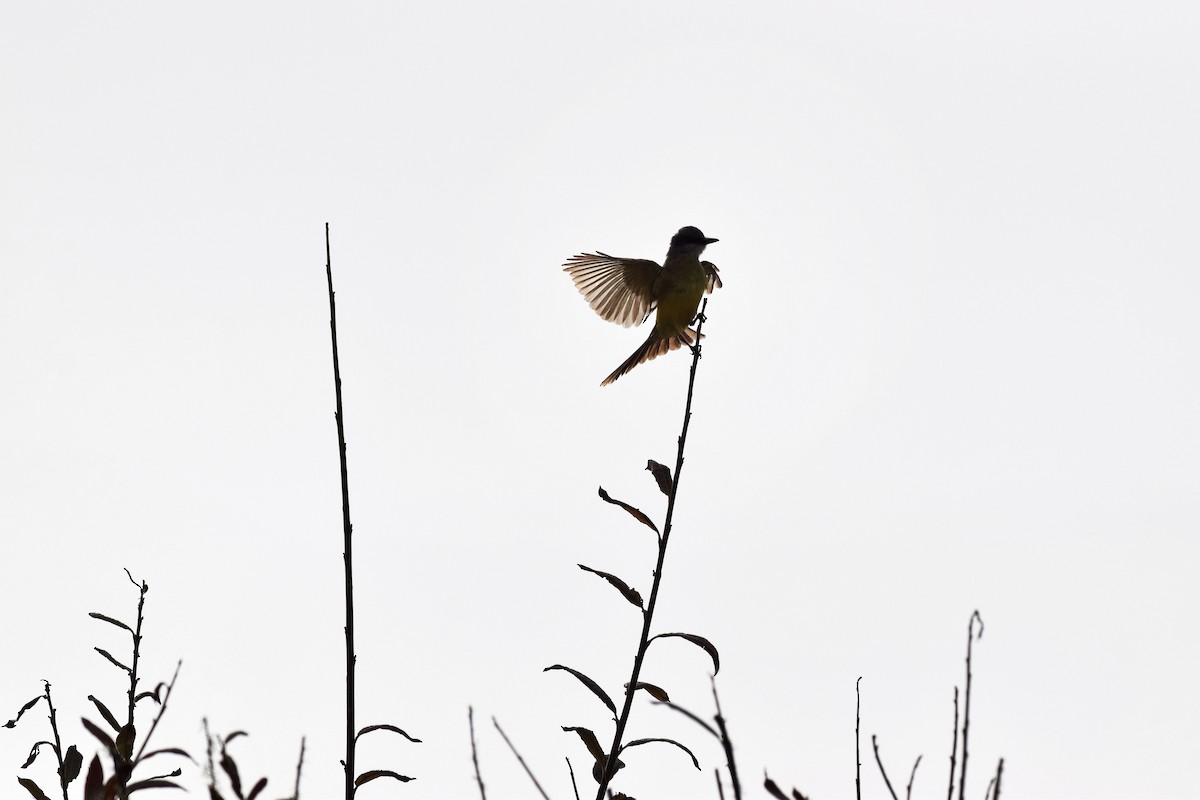 Tropical Kingbird - Anna Lemon