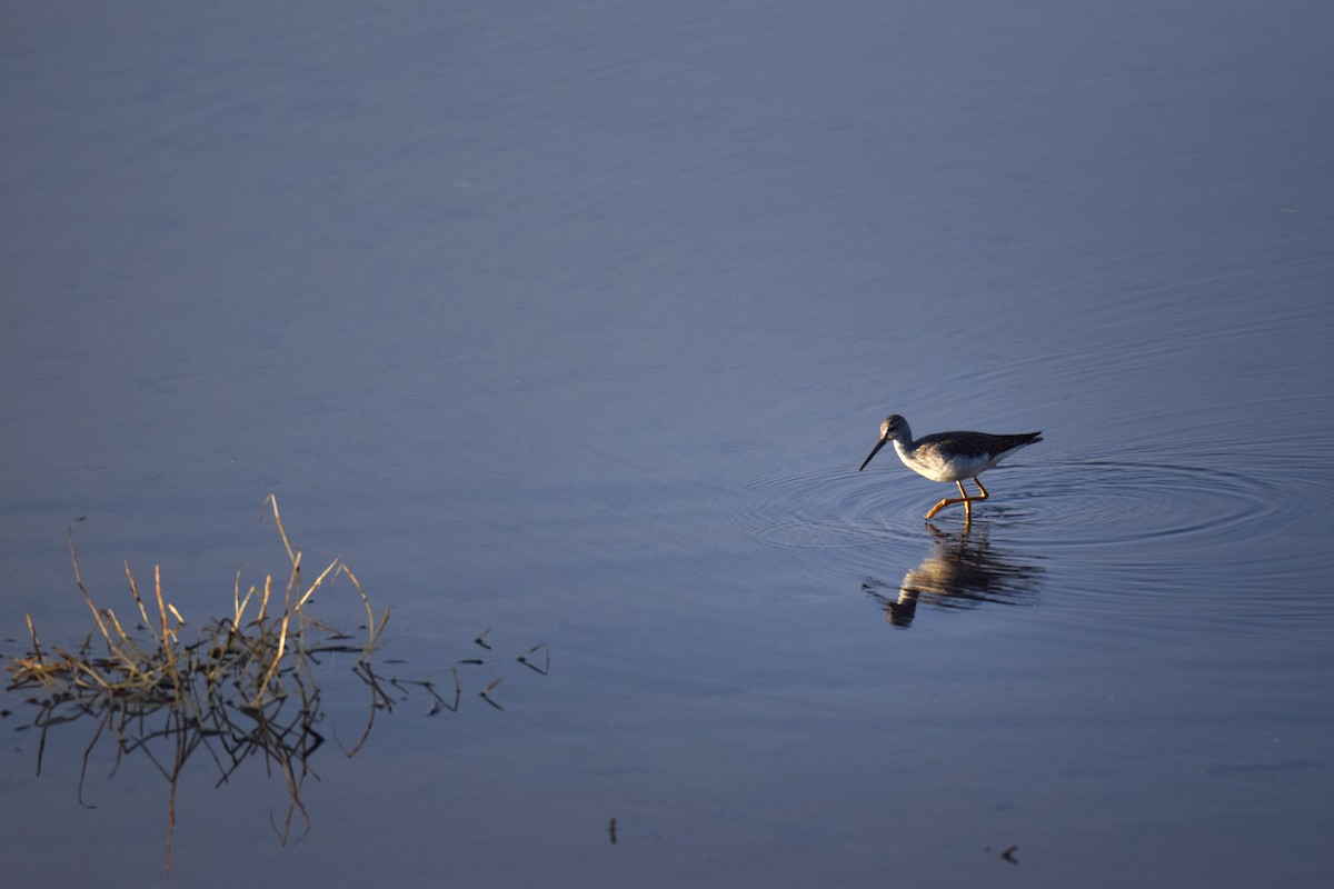 Greater Yellowlegs - Anna Lemon