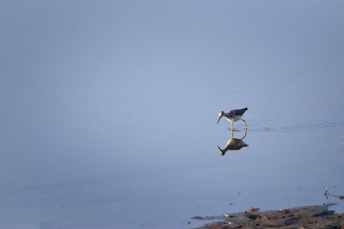 Greater Yellowlegs - ML511995851