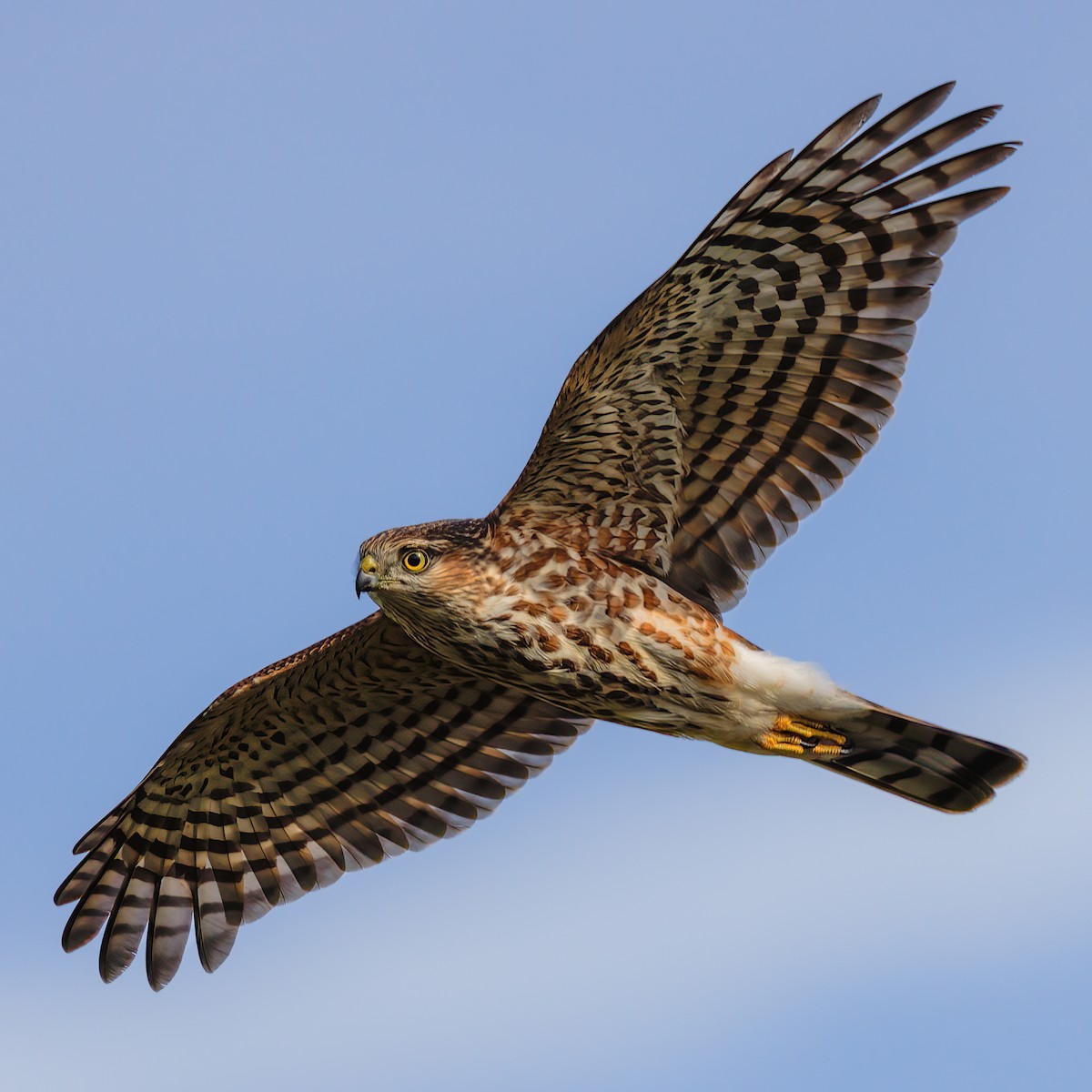 Sharp-shinned Hawk - ML511995891