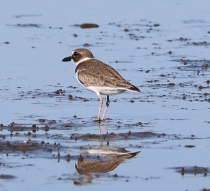 Wilson's Plover - ML511996211