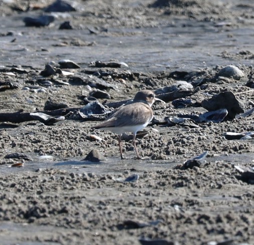 Wilson's Plover - ML511996221