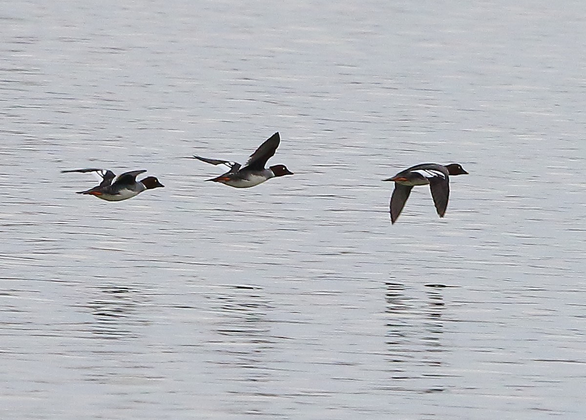 Common Goldeneye - ML511996331