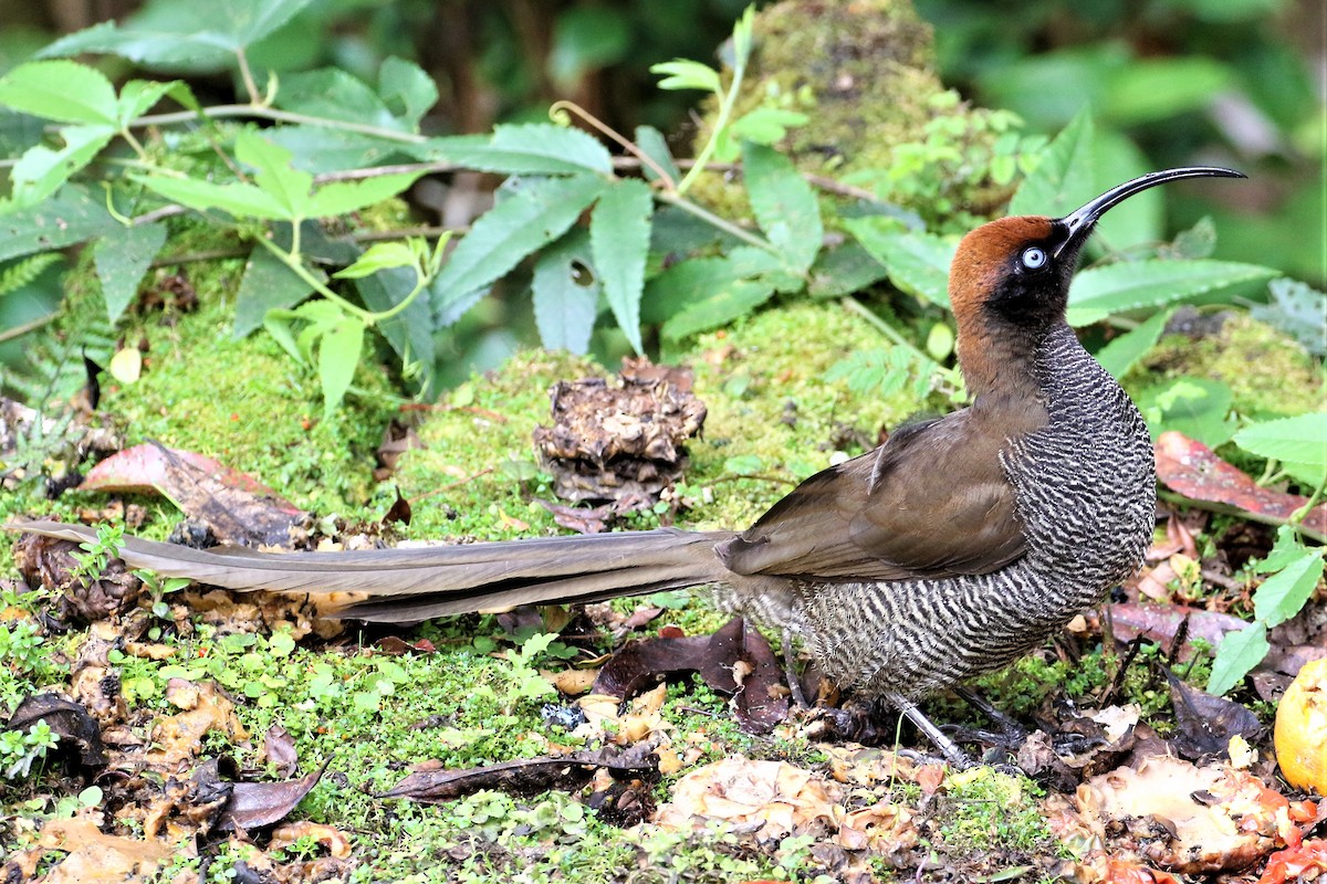 Brown Sicklebill - ML511998561