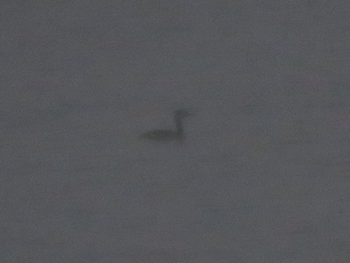 Red-necked Grebe - ML511998601