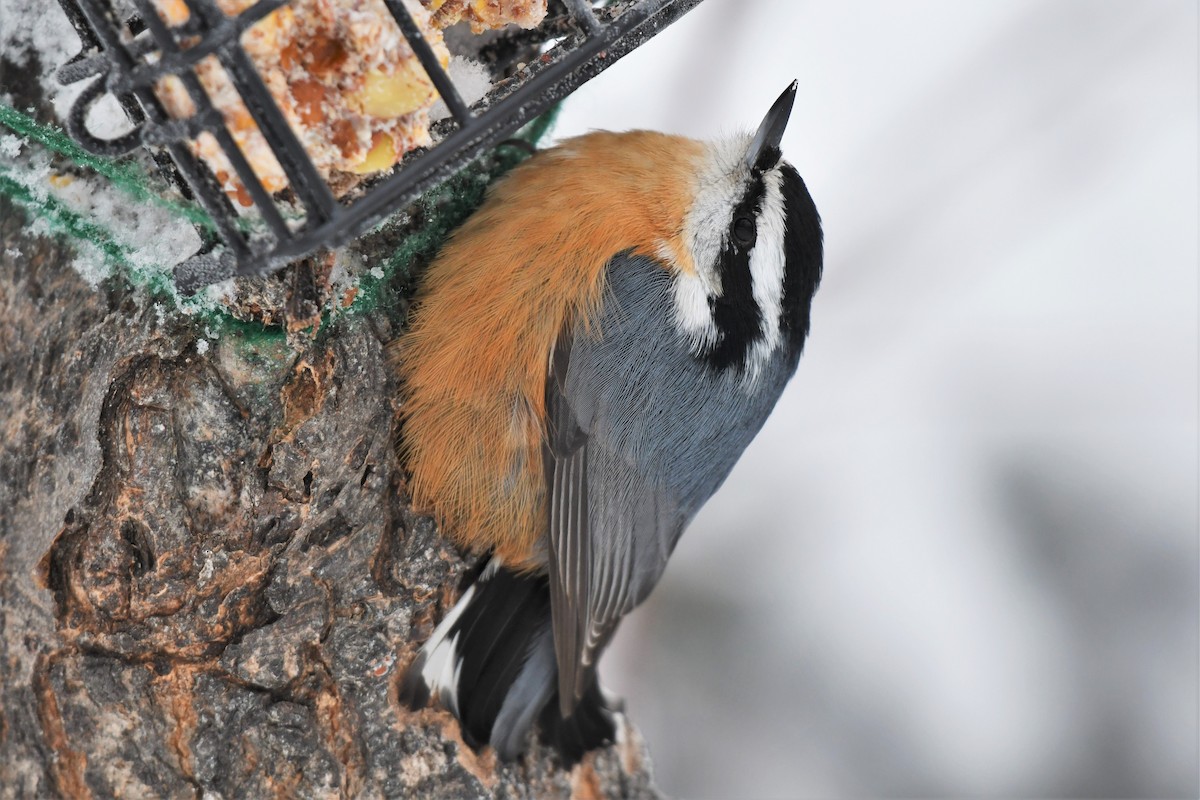 Red-breasted Nuthatch - ML511999331