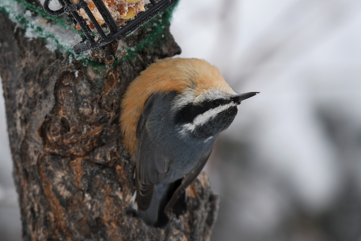 Red-breasted Nuthatch - ML511999361