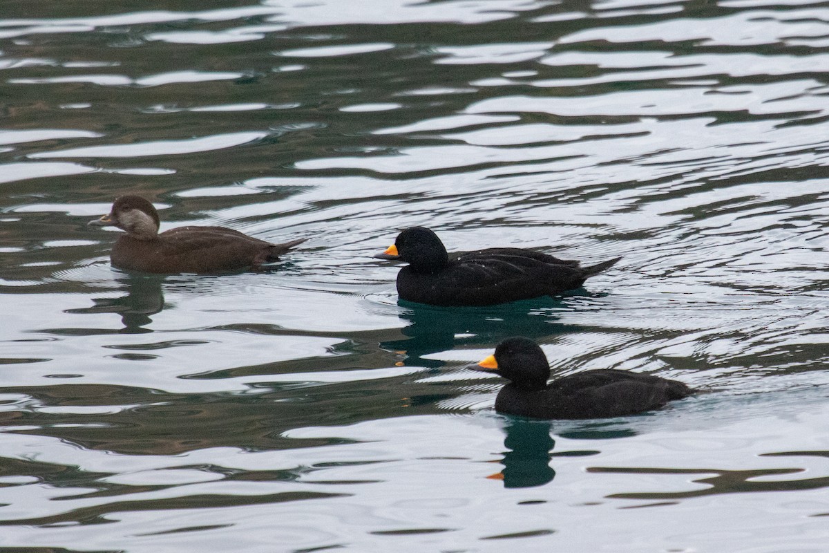 Black Scoter - ML512000861