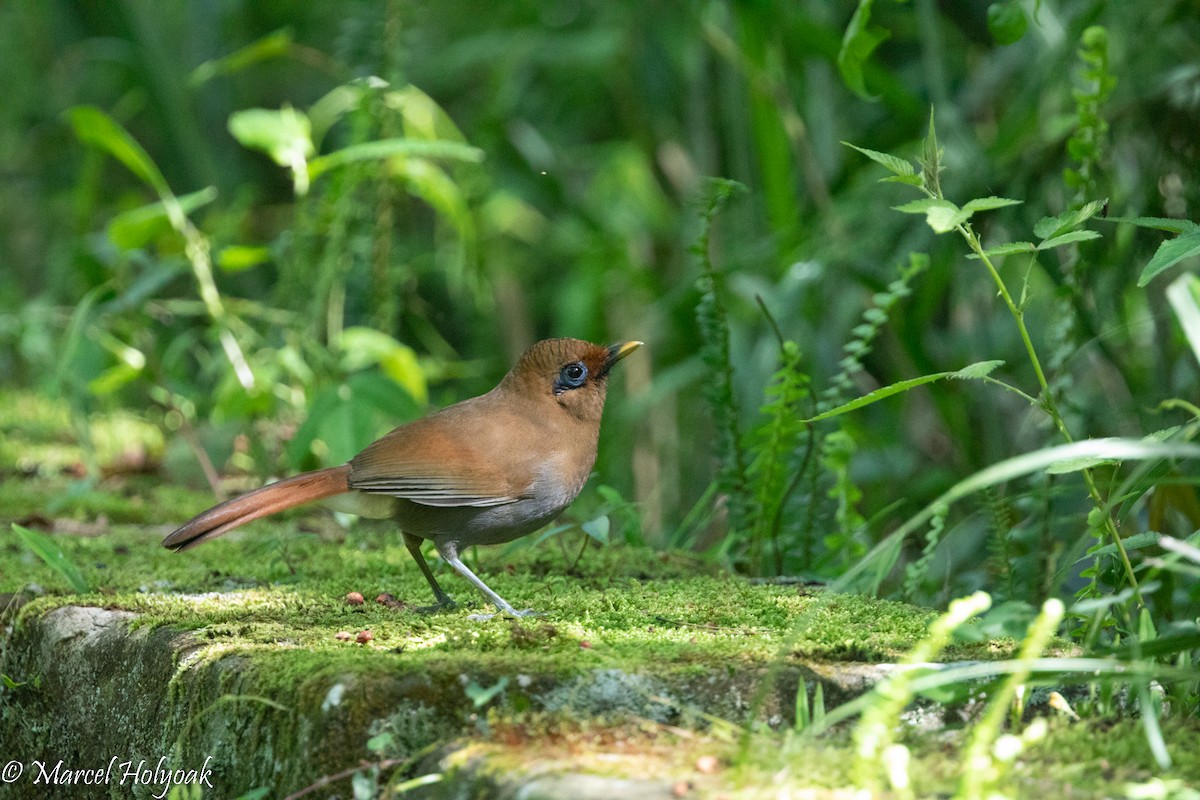 Rusty Laughingthrush - Marcel Holyoak