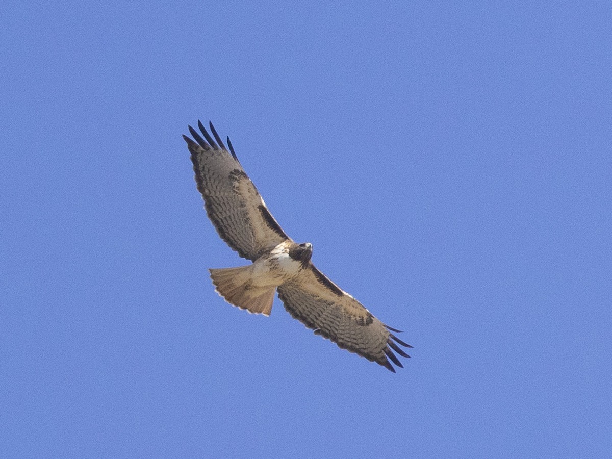 Red-tailed Hawk - ML512001301
