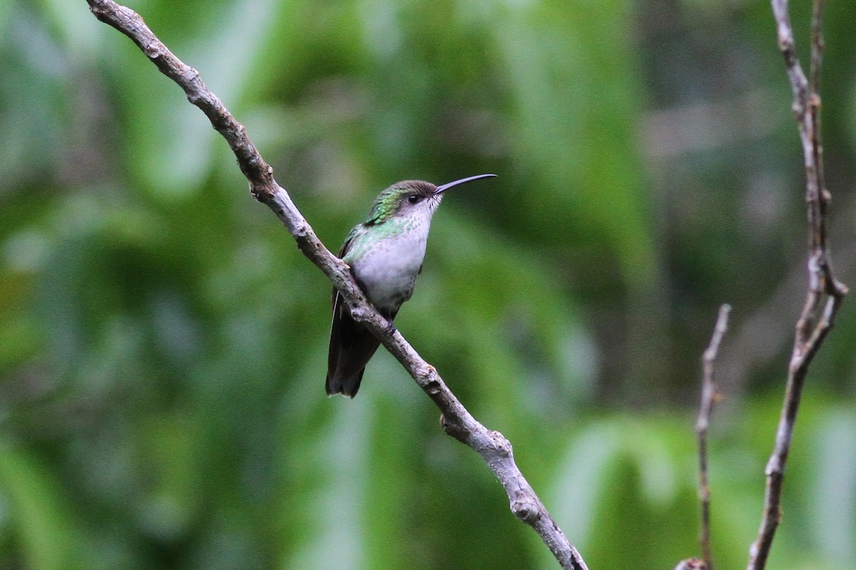 Red-billed Streamertail - Michael McCloy