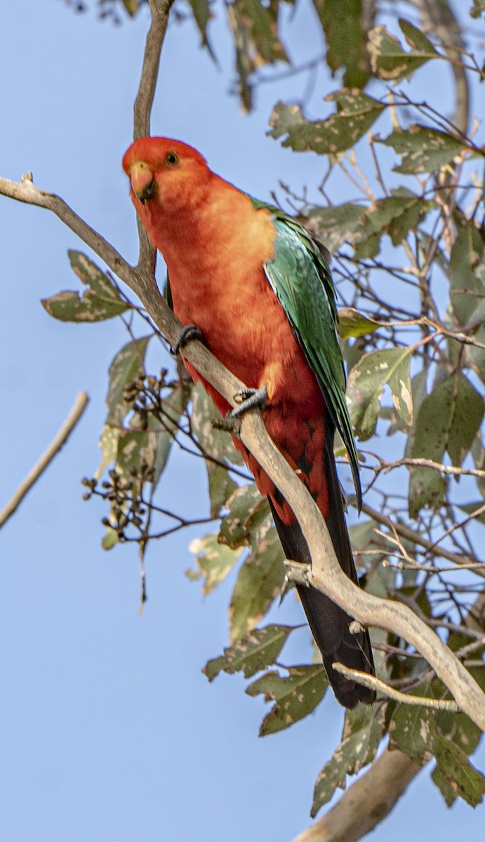Avustralya Kral Papağanı - ML512002151