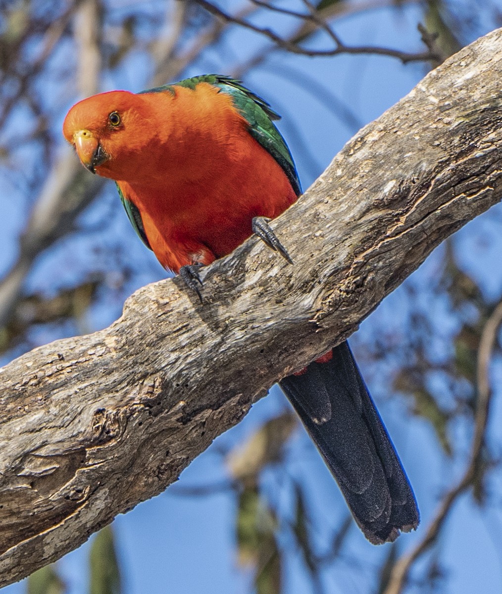 Avustralya Kral Papağanı - ML512002161