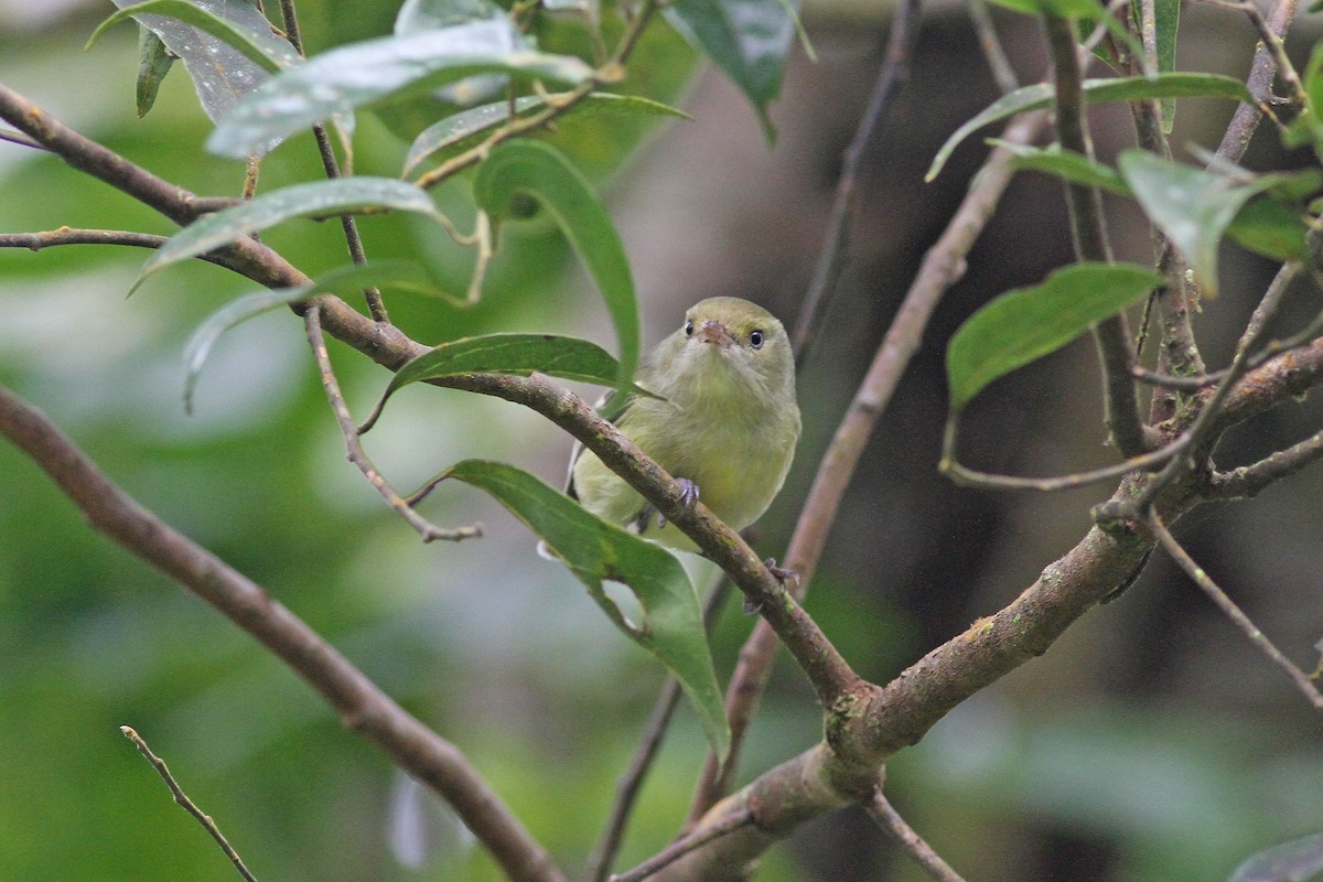 Jamaican Vireo - ML51200271