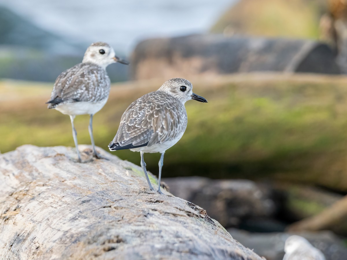 Black-bellied Plover - Hugo Orellana