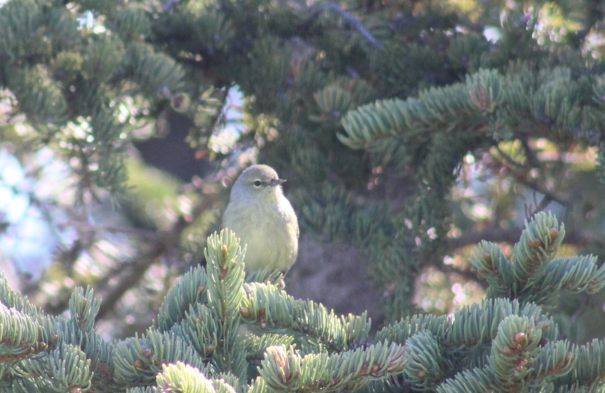 Orange-crowned Warbler - ML512003141