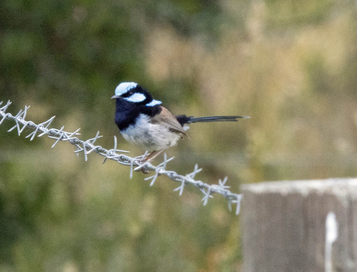 Superb Fairywren - Pat and Denise Feehan