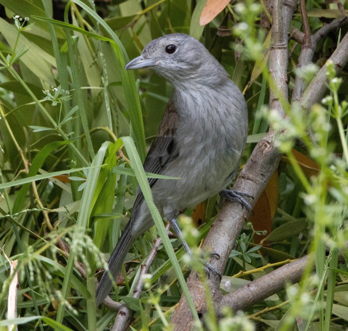 Gray Shrikethrush - Pat and Denise Feehan