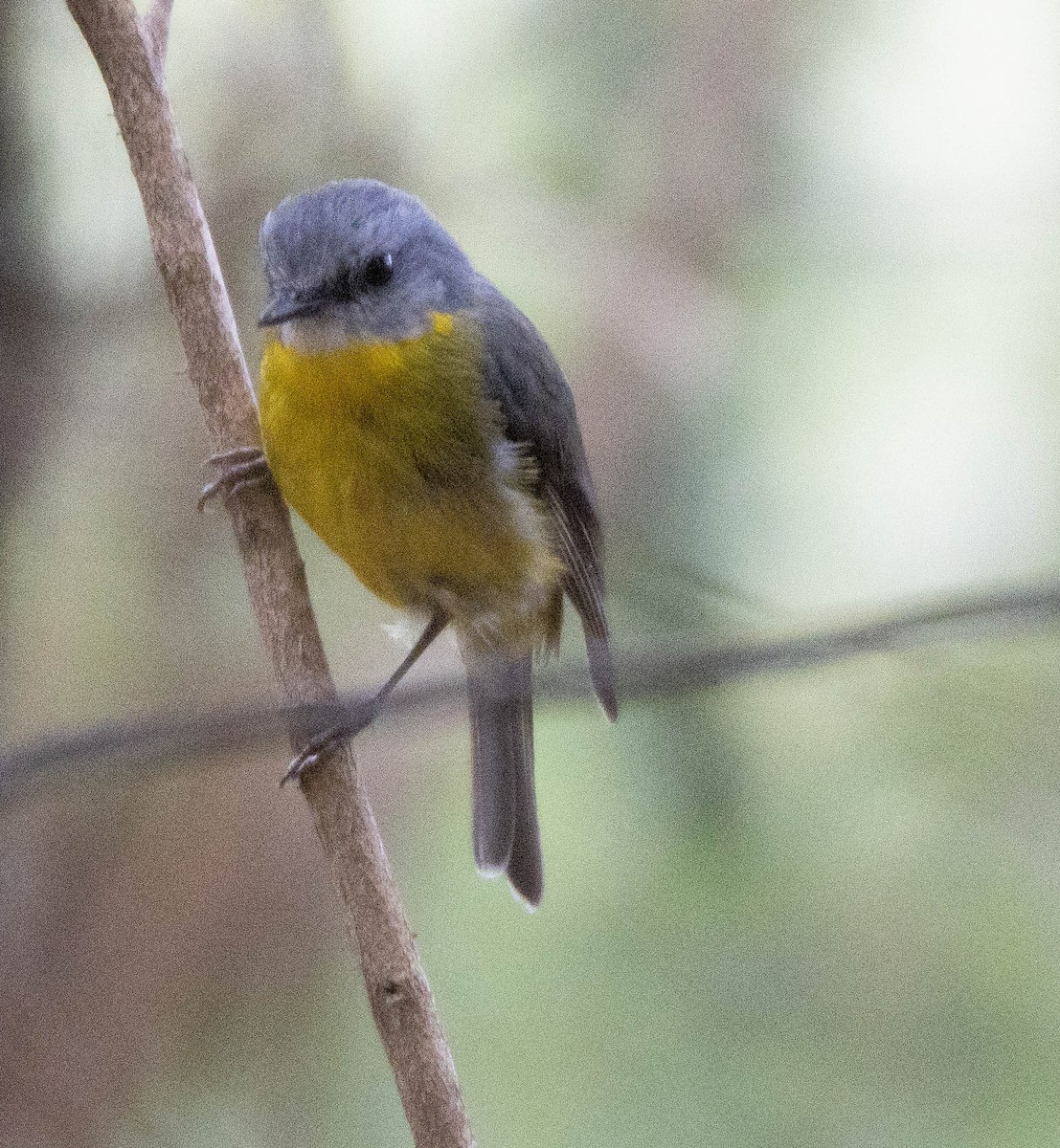 Eastern Yellow Robin - ML512004051