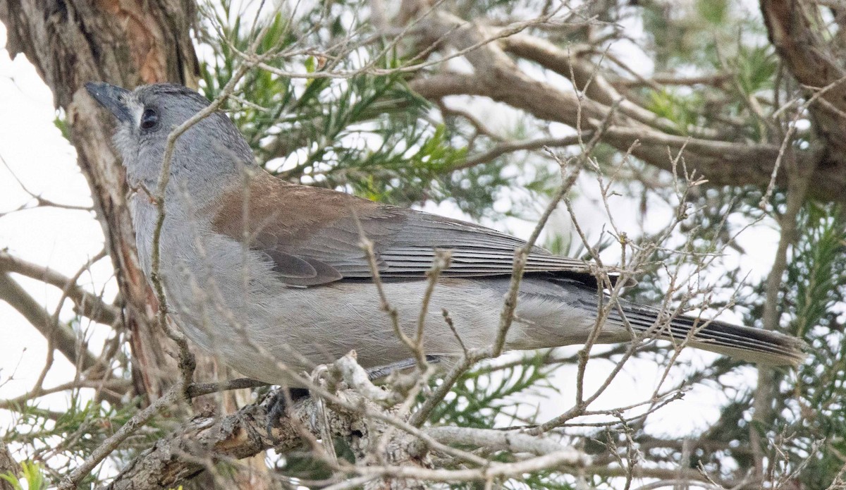 Gray Shrikethrush - ML512004421