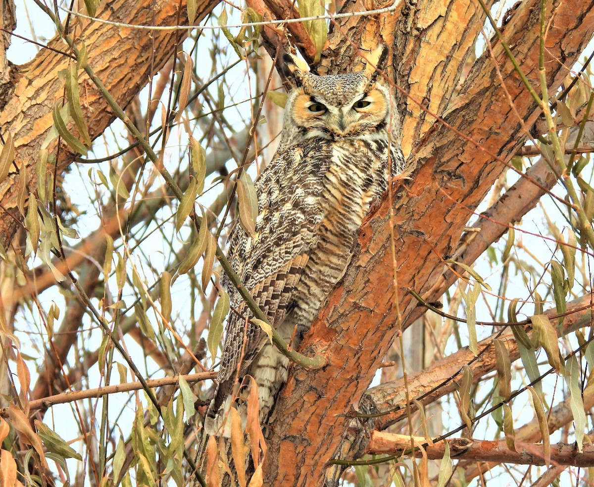 Great Horned Owl - ML512004611