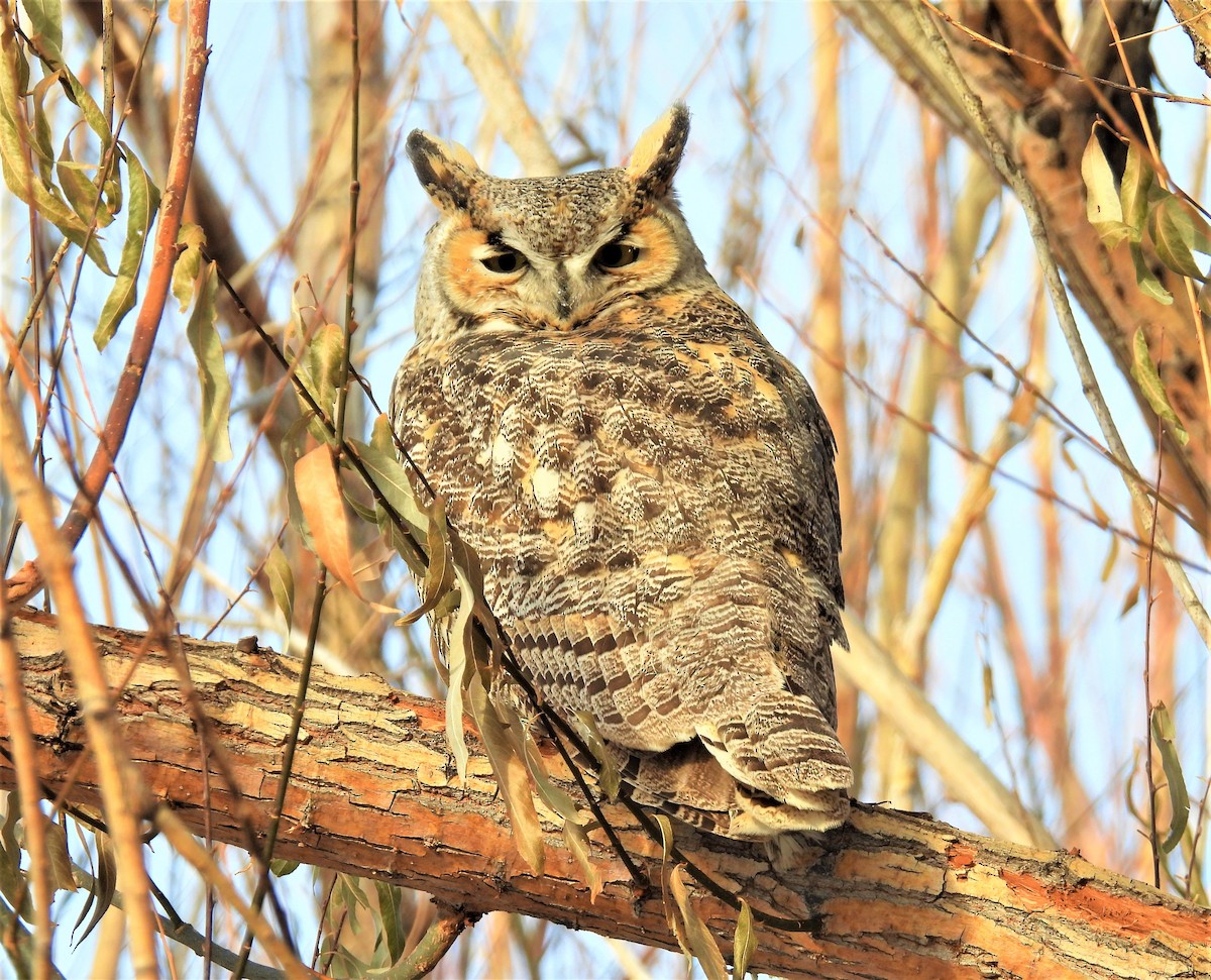 Great Horned Owl - ML512004941