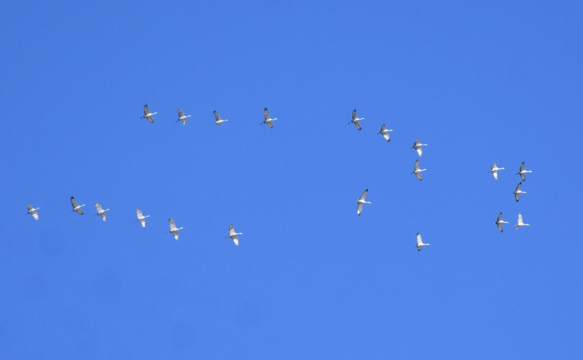 Sandhill Crane - ML512005971