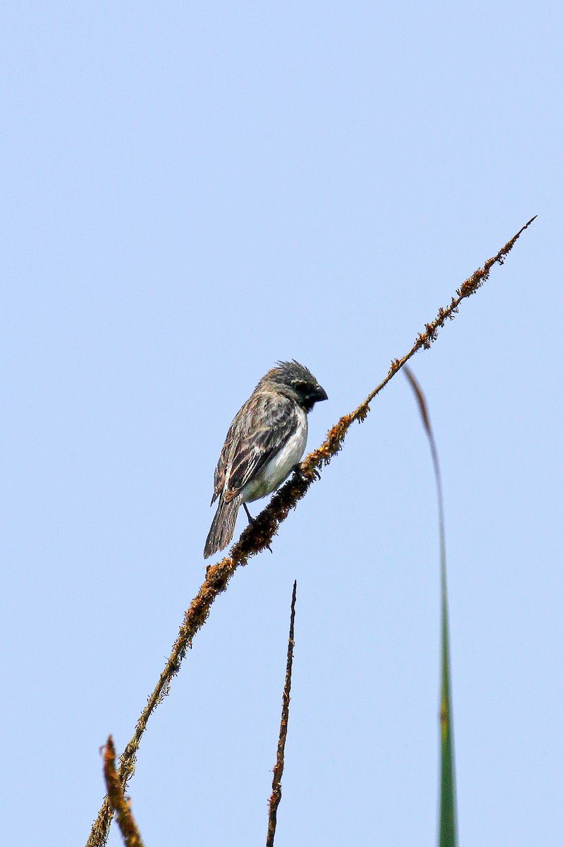 Chestnut-throated Seedeater - ML512006601