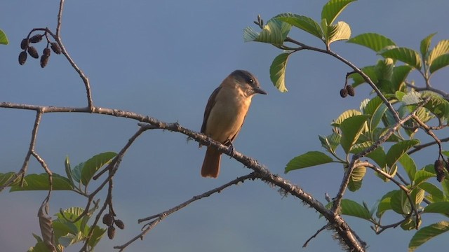 Crested Becard - ML512006671