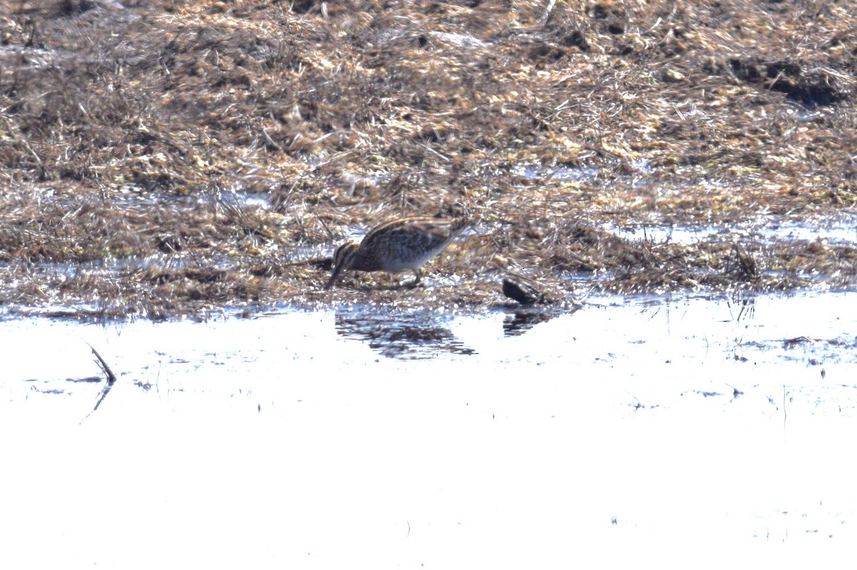 Wilson's Snipe - ML51200781