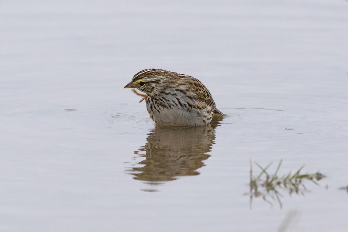 Savannah Sparrow - ML512007931