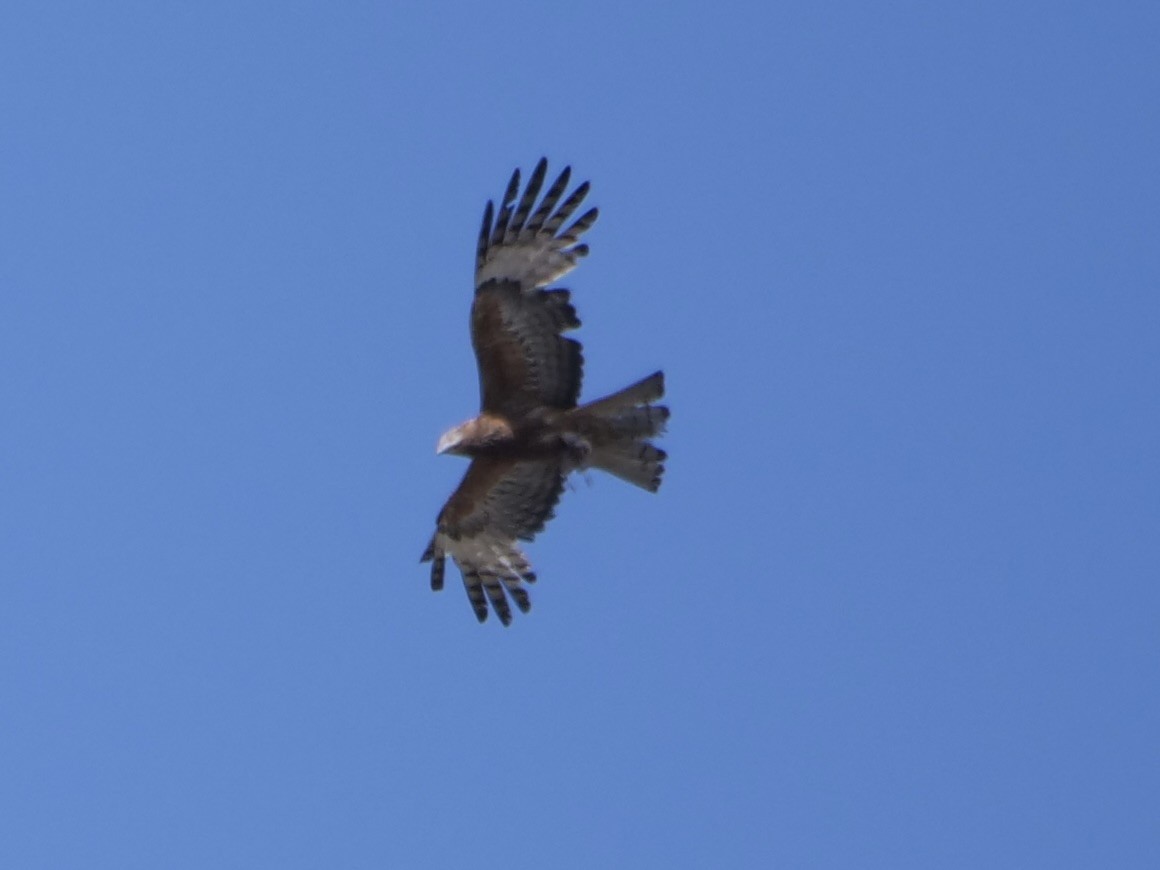 Square-tailed Kite - ML512008781