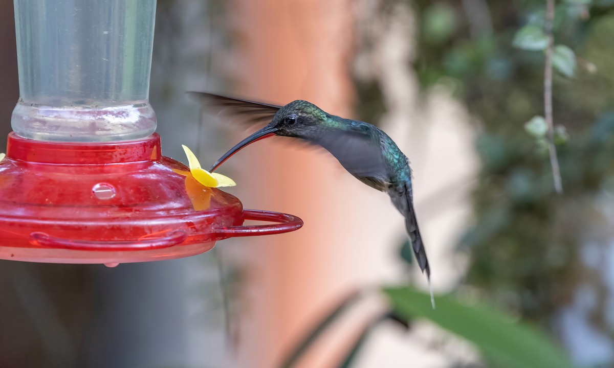 Green Hermit - ML512011291