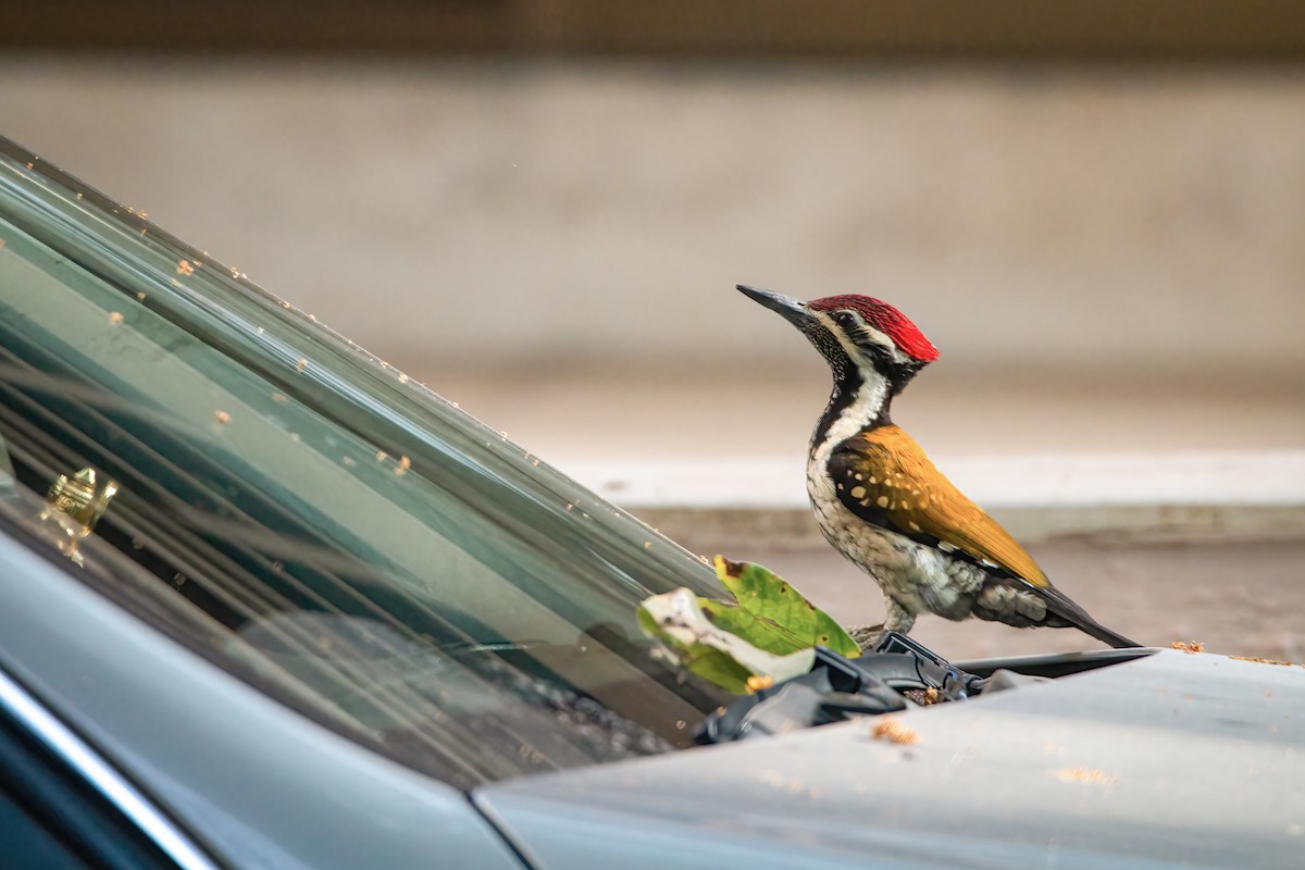 Black-rumped Flameback - ML512011681