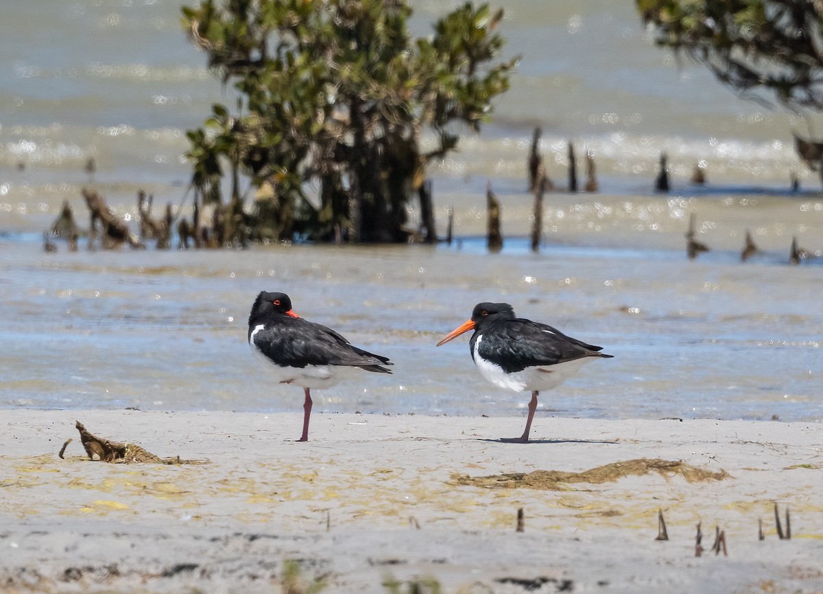 Pied Oystercatcher - Roy Burgess