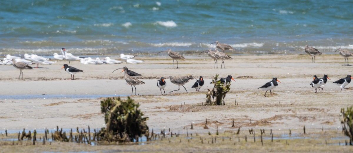 Pied Oystercatcher - Roy Burgess