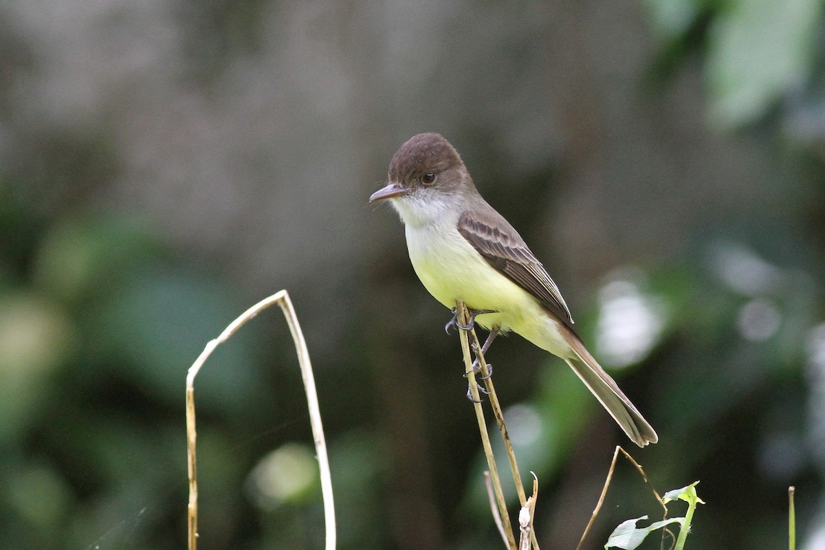 Sad Flycatcher - Michael McCloy