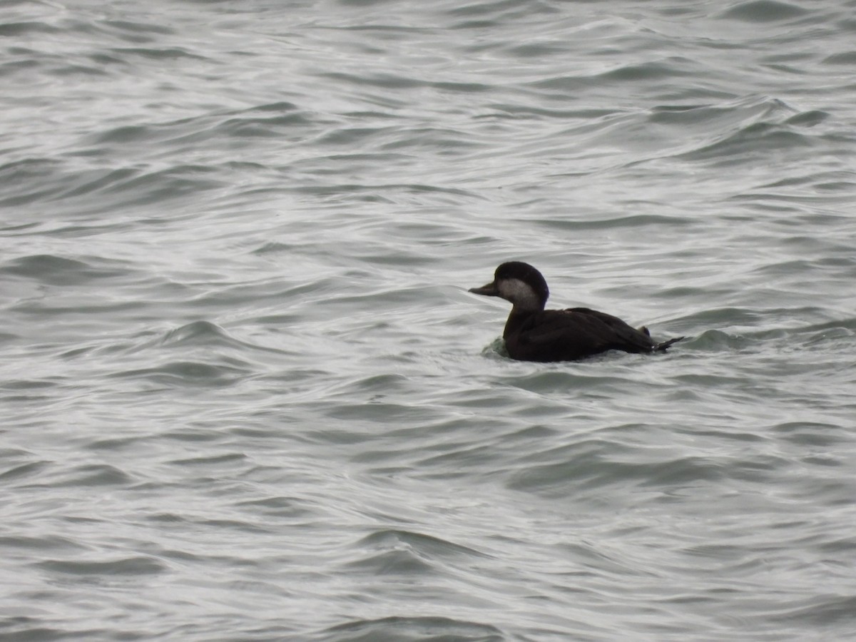 Black Scoter - ML512014181